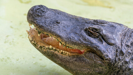 close up of crocodile head