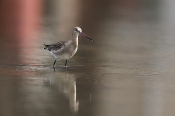 The black-tailed godwit (Limosa limosa melanuroides) is a large, long-legged, long-billed shorebird. This photo was taken in Japan.