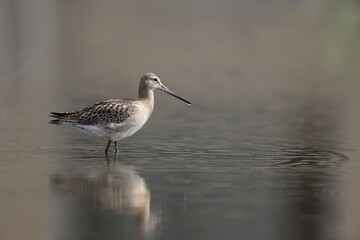 The black-tailed godwit (Limosa limosa melanuroides) is a large, long-legged, long-billed shorebird. This photo was taken in Japan.