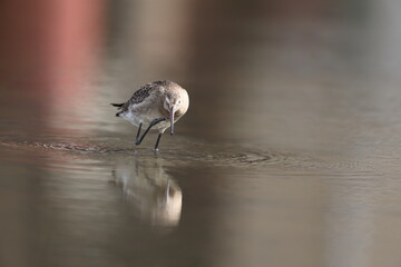 The black-tailed godwit (Limosa limosa melanuroides) is a large, long-legged, long-billed shorebird. This photo was taken in Japan.
