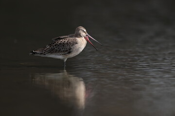 The black-tailed godwit (Limosa limosa melanuroides) is a large, long-legged, long-billed shorebird. This photo was taken in Japan.
