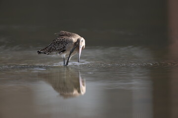The black-tailed godwit (Limosa limosa melanuroides) is a large, long-legged, long-billed shorebird. This photo was taken in Japan.
