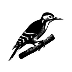 Minimal Flat Woodpecker Bird Vector Design