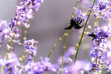 Two large black carpenter bees (Xylocopa valga) collect pollen and nectar from purple lavender (Lavandula) flowers. Bees collect pollen to feed the larvae, and they eat the nectar themselves.
