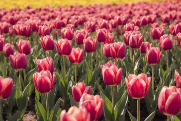 Obraz premium Red tulips bloom in a field with sunlight.