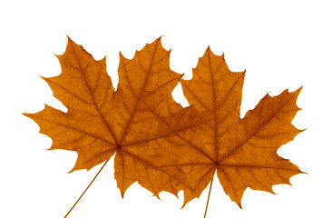Nature autumn background,  2 two yellow leaves  in fall. orange brown leaves. isolated on white background.