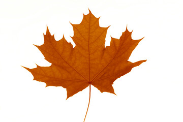 1 one alone fresh brown autumnal red yellow golden seasonal maple leaf isolated on white background backdrop. autumn season. Autumntime.