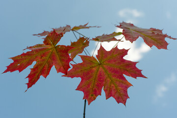 autumn colored maple tree branch isolated at the edge of an empty sunny blue sky, yellow brown red orange bright fall season leaf background backdrop with empty autumnal seasonal copy space