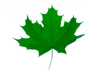 Fototapeta premium 1 one alone fresh Green maple leaf isolated on white background backdrop. summer season. Summertime.