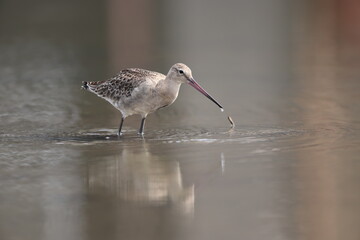 The black-tailed godwit (Limosa limosa melanuroides) is a large, long-legged, long-billed shorebird. This photo was taken in Japan.
