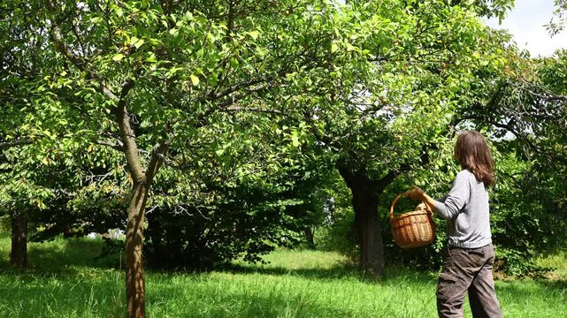Woman in work clothes harvesting ripe plums from a green fruit tree and placing them into a wicker basket