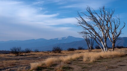 Obraz premium Barren landscape with bare trees and distant mountain range under blue sky.