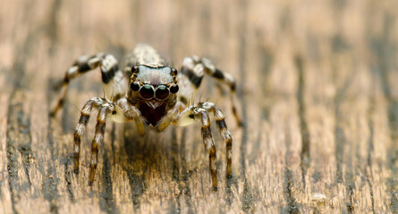 Jumping Spider on a Wooden Surface