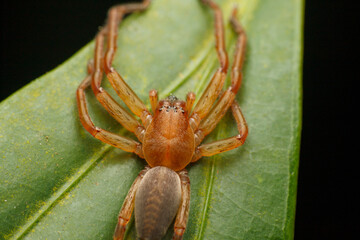 Orange Huntsman Spider Resting on a Leaf