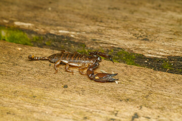 Dwarf Wood Scorpion (Liocheles australasiae) on Wooden Surface