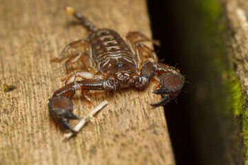 Defensive Dwarf Wood Scorpion with Raised Pincers