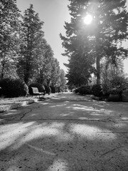 Monochrome low-angle view of a cracked park path with a wooden bench on the left, flanked by trees and bushes under dappled sunlight