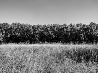 Monochrome landscape of a wild meadow with tall grasses swaying in the foreground, set against a dense line of leafy trees under a clear, open sky
