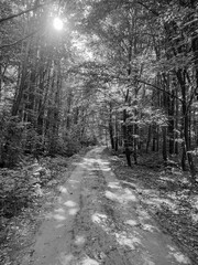 Monochrome view of a dirt road in a dense forest, dappled with sunlight and shadows cast by the surrounding tall trees