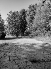 Monochrome view of a cracked park path, framed by a line of trees and foliage, leading into the distance on a bright day