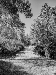 Monochrome view of a forested path with long shadows, flanked by pine trees on the right and a mix of trees on the left
