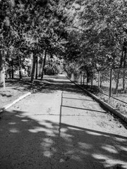 Monochrome view of a sunlit park path with a long, dark shadow cast across it, flanked by trees and a wire fence