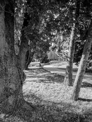 Monochrome view of a tranquil park scene, framed by three tree trunks in the foreground, with a path and a distant bench under dappled sunlight