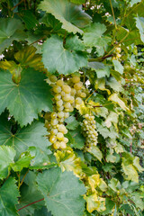 Green grapes on the vine, white wine variety in the vineyard, summer natural background, selective focus