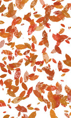 Falling autumn leaves background. Falling autumn leaves on a seamless black background. Orange and red foliage overlay for a fall theme. Decorative pattern of scattered autumn leaves.