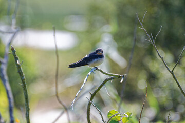 gros plan sur des oiseaux