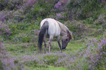 A gray-white wild horse in a flowering pasture, horse surrounded by the purple colors of flowering heather, grazing wild horse from the side, Equus caballus, Equus ferus