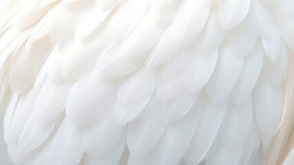 Obraz premium A close-up of natural white wings with detailed feather textures, illuminated by soft overhead lighting.
