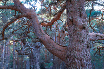 Centuries-old Scots pines in the Laguna Negra and Urbión Glacial Circus Natural Park. Covaleda, Pinares Region, Soria, Castile and Leon, Spain, Europe