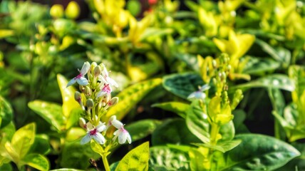 A close-up shot of a False Eranthemum plant, with its vibrant leaves in sharp focus against a soft, unfocused background.
