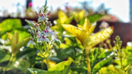 A detailed shot of a False Eranthemum leaf, with its intricate patterns clearly visible against a pleasingly blurred natural background.