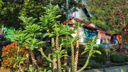 Close-up of a vibrant Hedge Euphorbia, its sharp details standing out against a gently blurred natural backdrop.