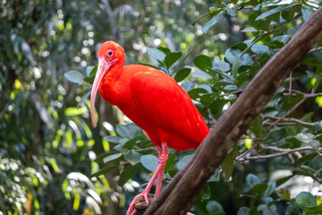 A vibrant red Scarlet Ibis (Eudocimus ruber) perched in a tropical forest. An exotic bird from South America, the national bird of Trinidad and Tobago. Wildlife and vibrant nature concept.