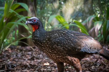 Close-up of a Dusky-legged Guan (Penelope obscura) in its natural habitat in the Atlantic Forest. Wildlife of Brazil, a bird for ornithology and ecotourism concepts in South America.