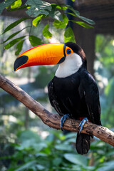 A beautiful Toco Toucan (Ramphastos toco) perched on a branch. The iconic bird of Brazil and a...