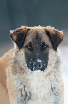 Cute mongrel dog portrait in winter