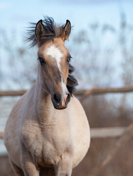 Cute young mixed breed horse