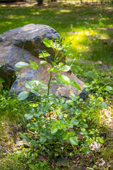 Young rose bush with buds by a garden rock, fresh greenery, vertical frame