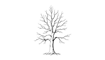 Obraz premium Bare branches of a tree on a white background for artistic design