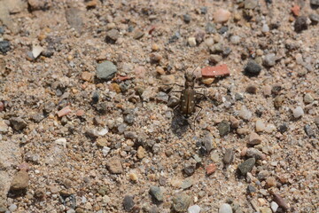 Calomera littoralis | La Cicindèle des plages