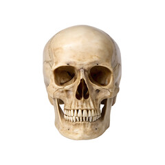 Realistic human skull front view isolated on transparent background for medical and halloween concepts