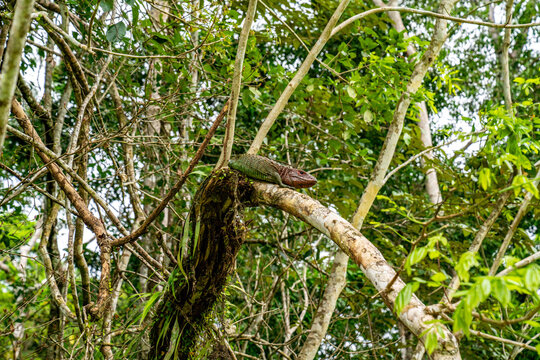 N&ouml;rdliche Kaiman Teju Echse ruht auf einem Baumast im Amazonas Regenwald.