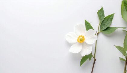 Obraz premium a single white flower with a yellow center and green leaves on a soft, light backdrop