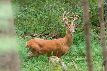 deer in the woods