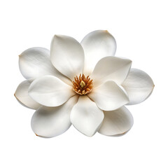 Beautiful white magnolia flower with delicate petals isolated on transparent background