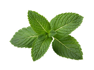 Fresh green mint leaves isolated on transparent background for culinary and medicinal use